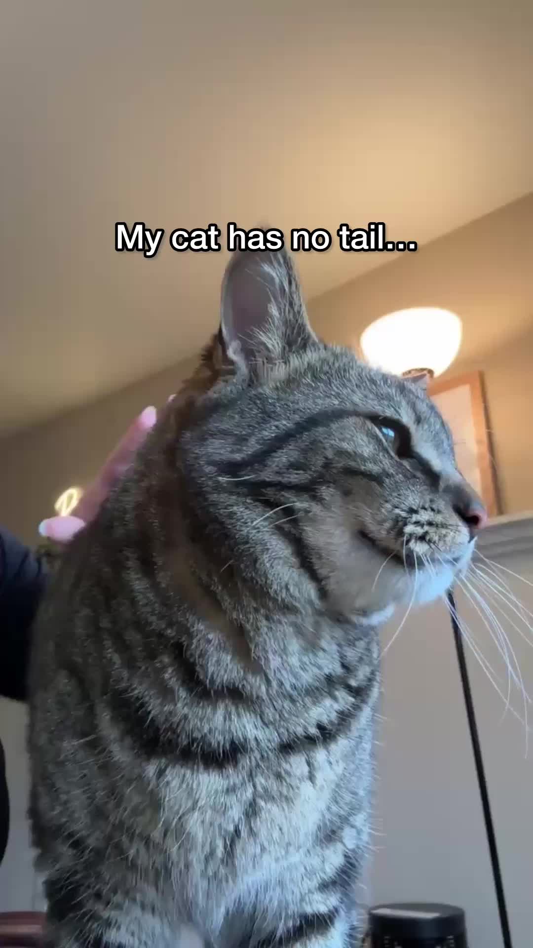 @Chip The Manx
