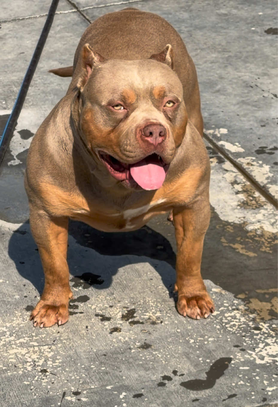 @@Dublinekennels