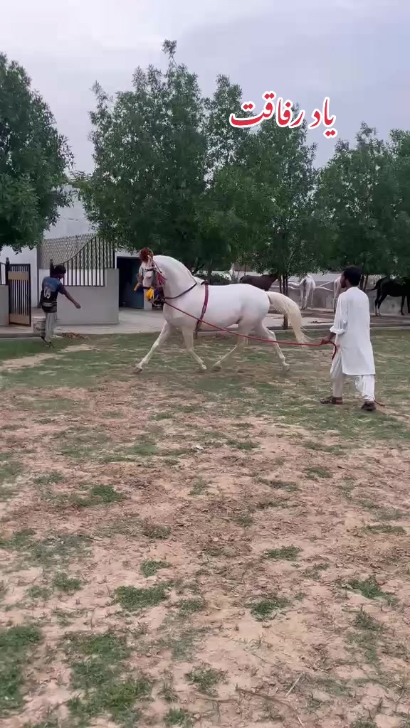 @Farasat Ali Ranjha Awan