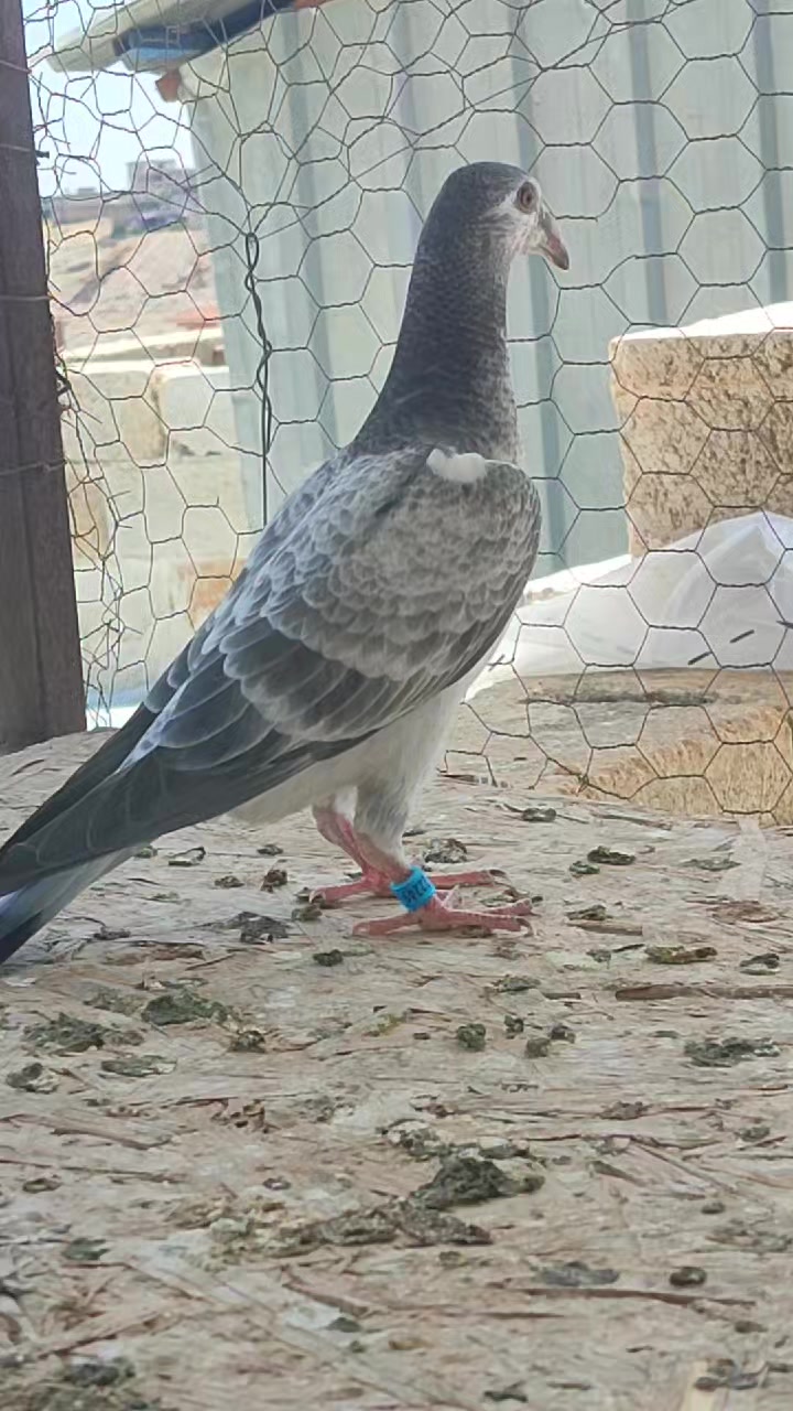 @MEHMET ÇOBAN ( PEŞTO )