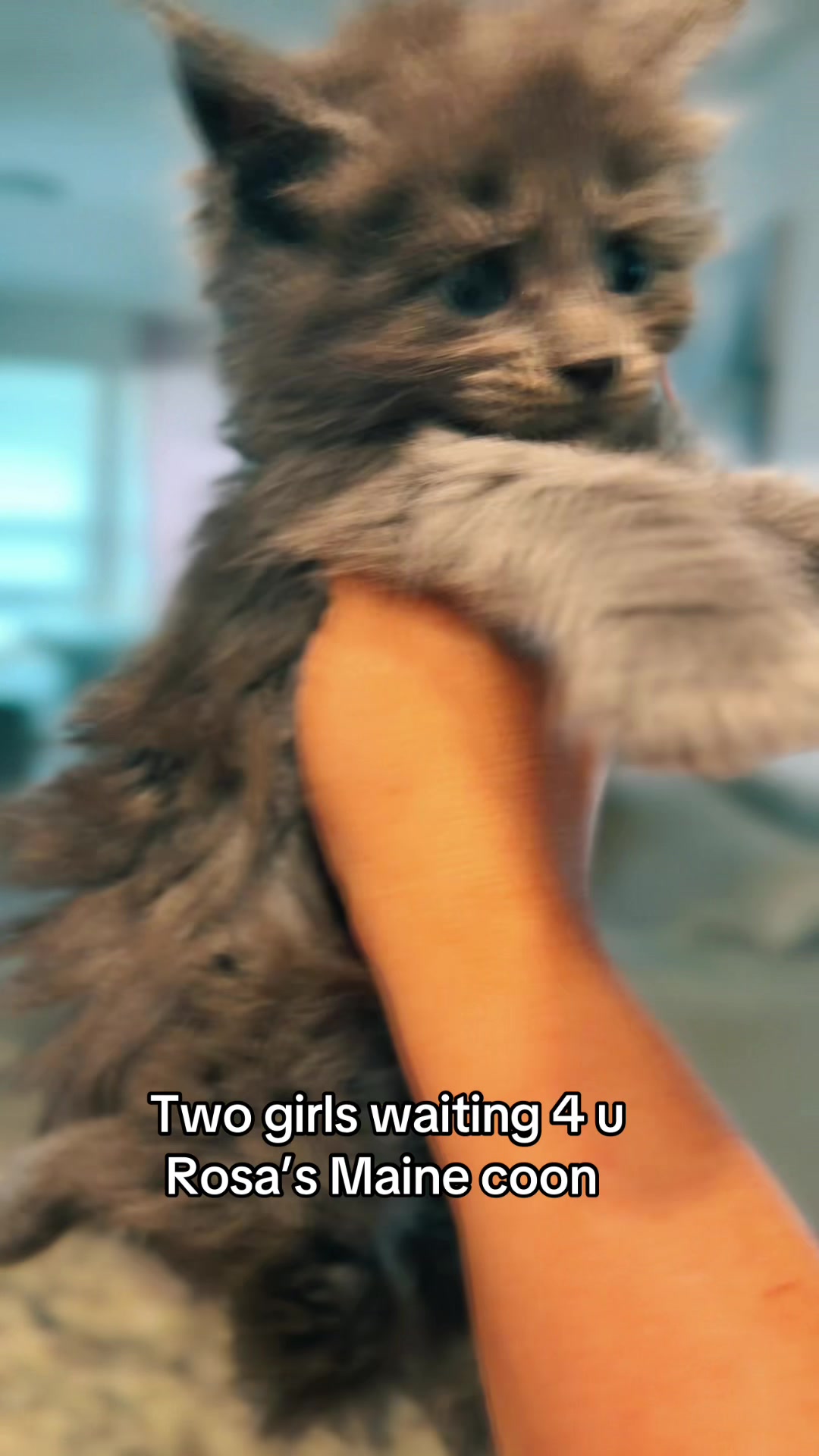 @Rosa’s maine coon in Texas🧛