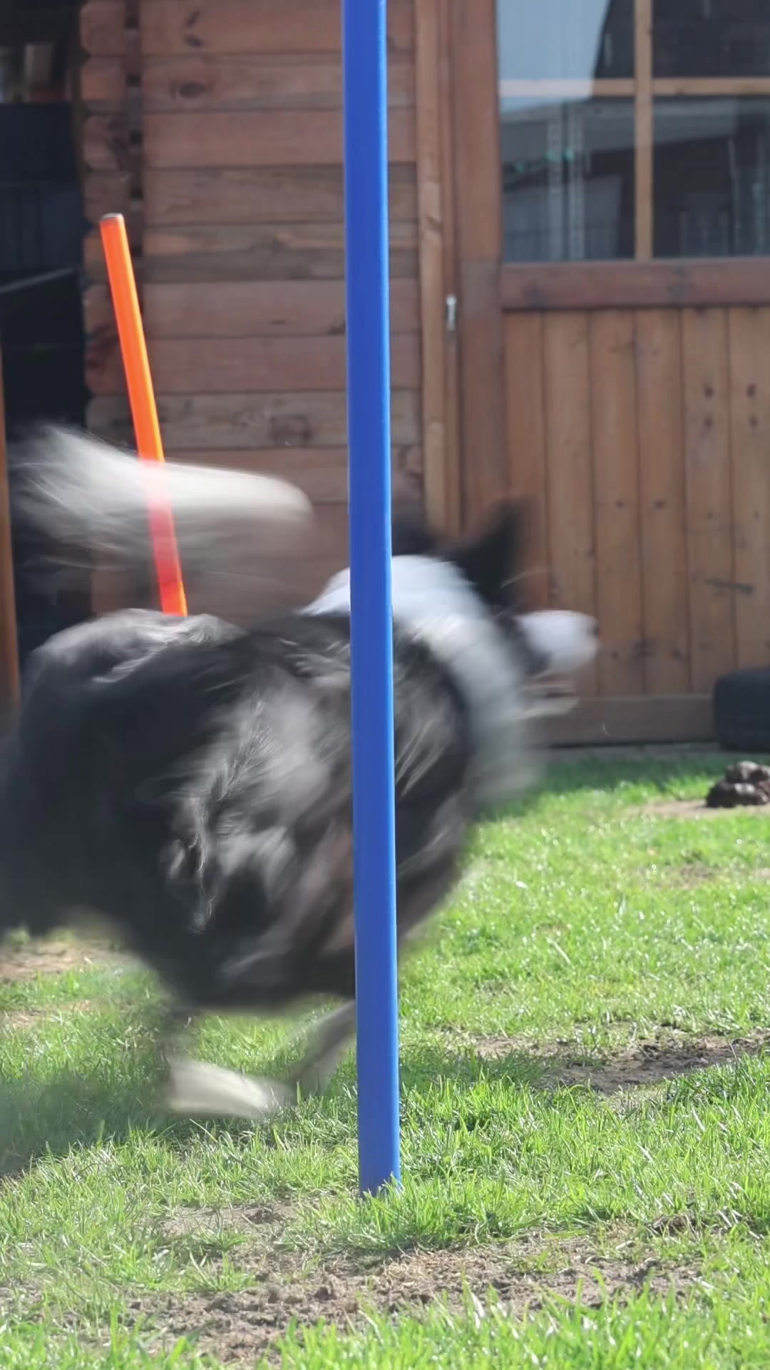 @Dream.Border.Collie.Andra