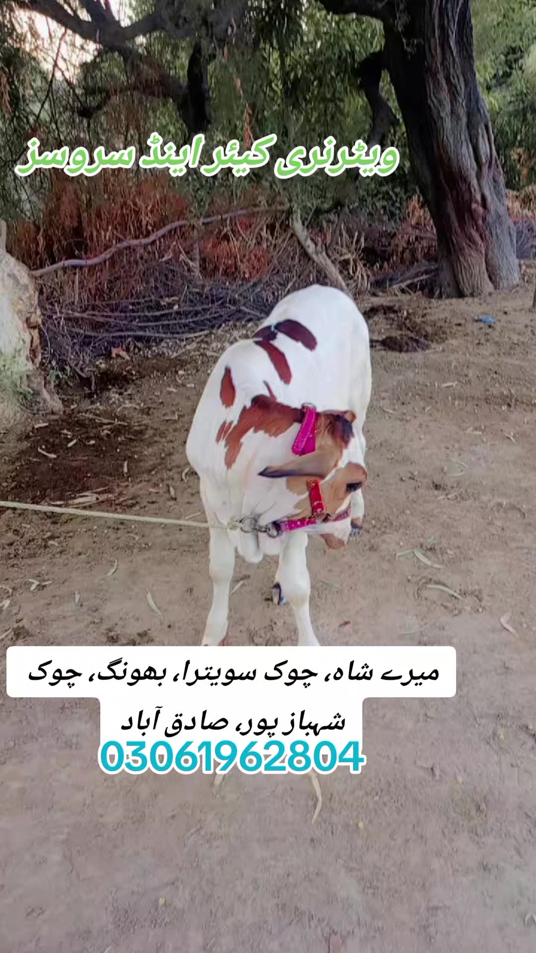 @ویٹرنری کیئر اینڈ سروسز