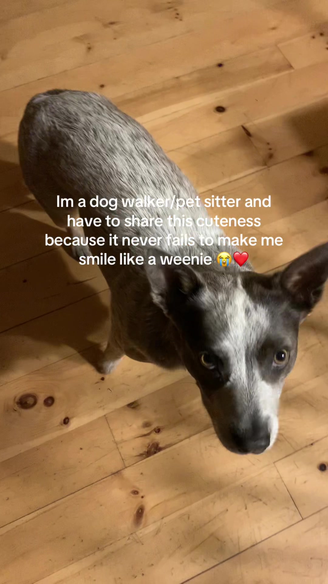 @brianne & your dog probably
