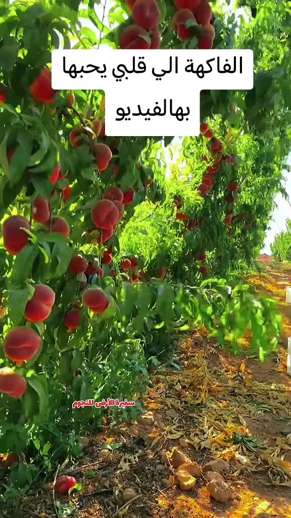@مالي حظ بهالدنيا