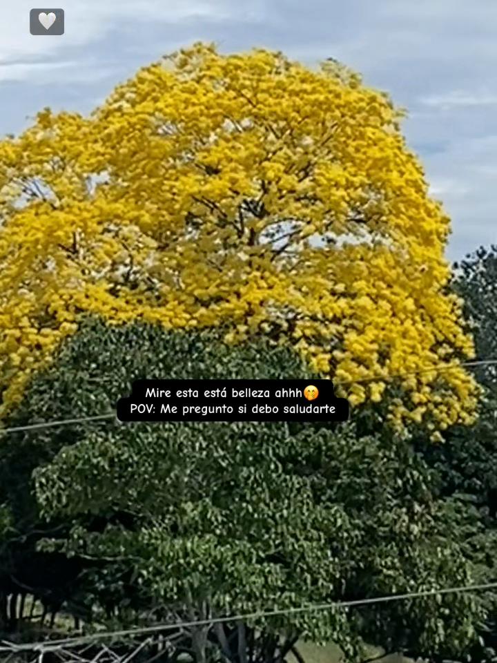 @🎵buenaver-estados✏️