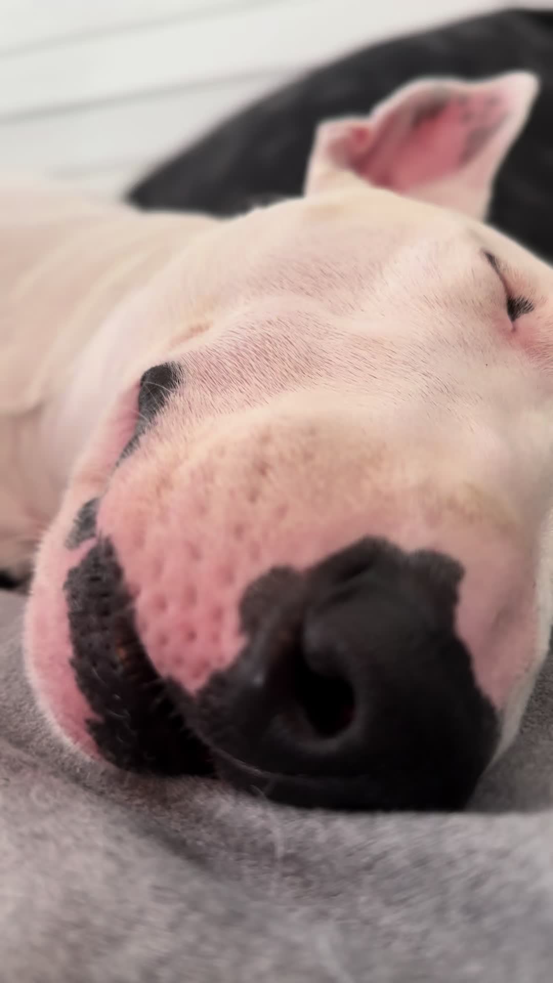 @Frankie Steals Your Heart 🖤
