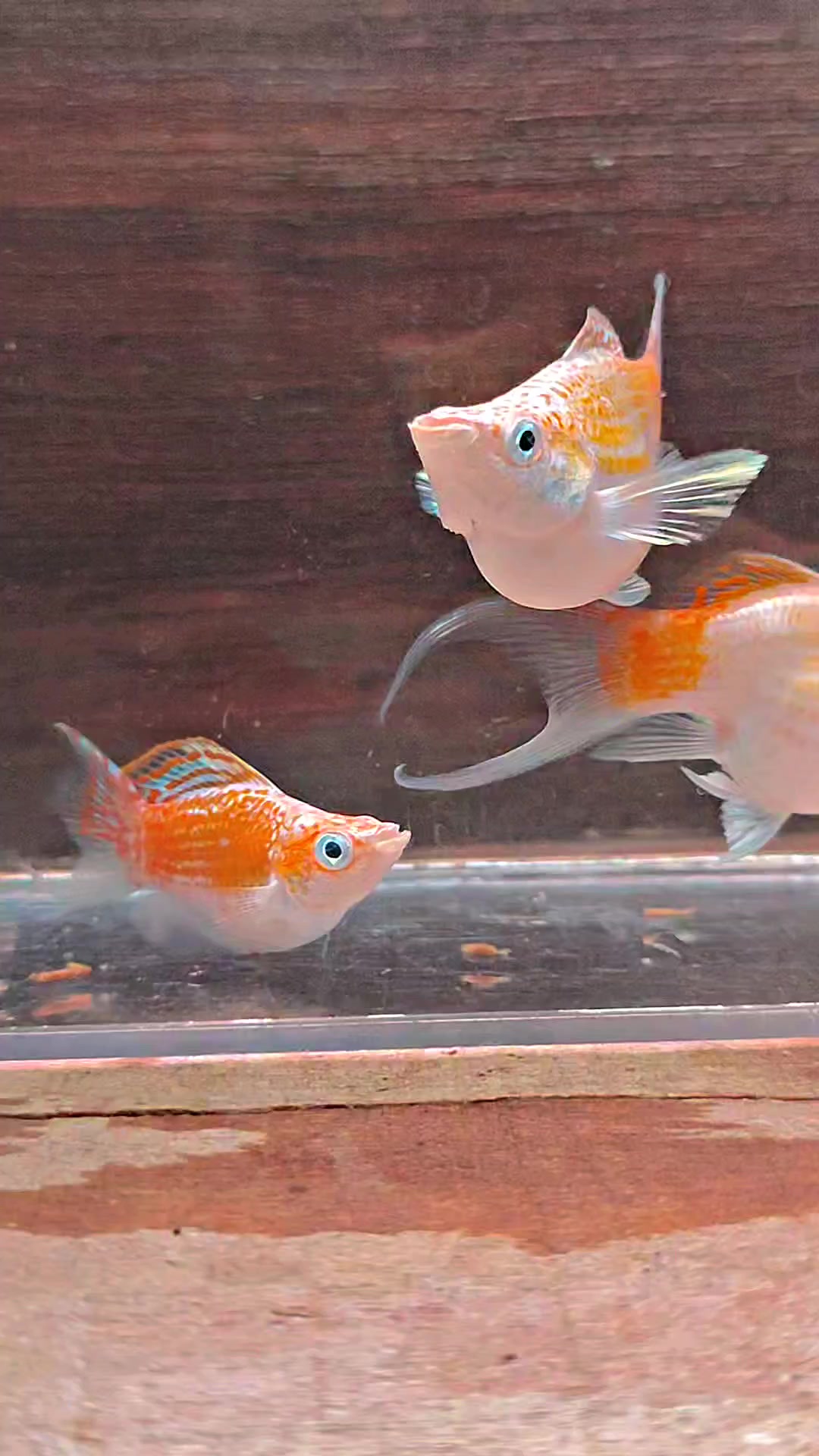 @Ramon Fish Banyuwangi
