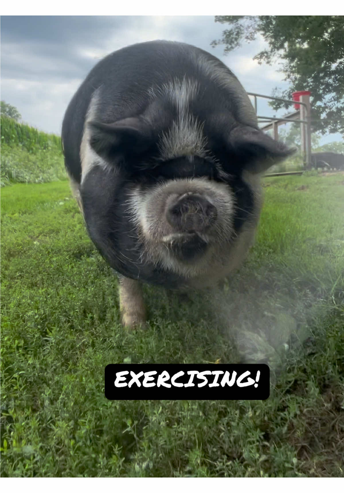 @Kitzman’s Farm Sanctuary