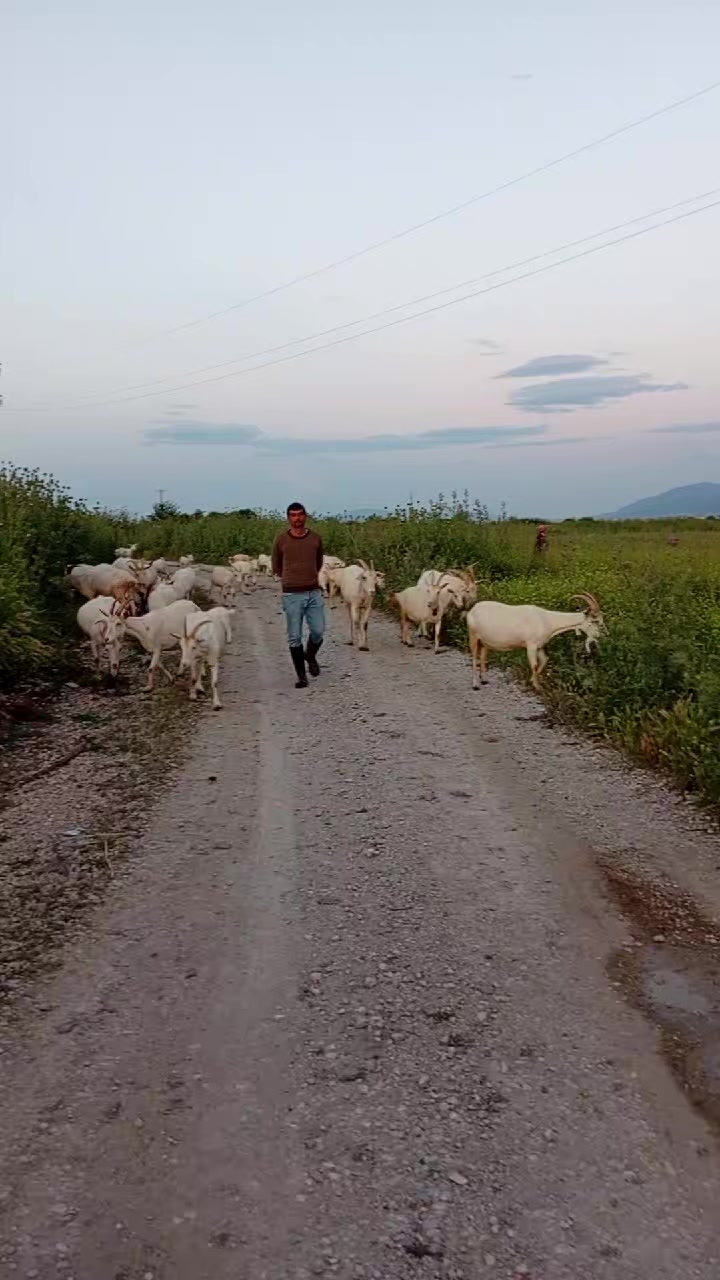 @Mustafa✔️Mal&ccedil;ok✔️