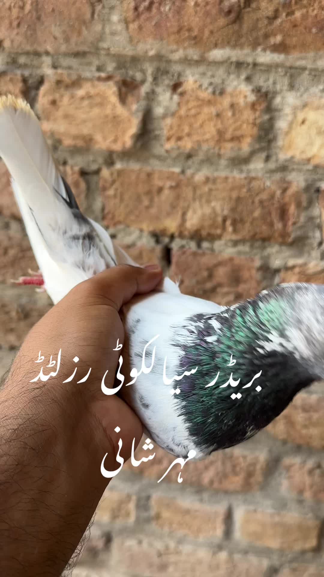 @Zeeshan Anjum