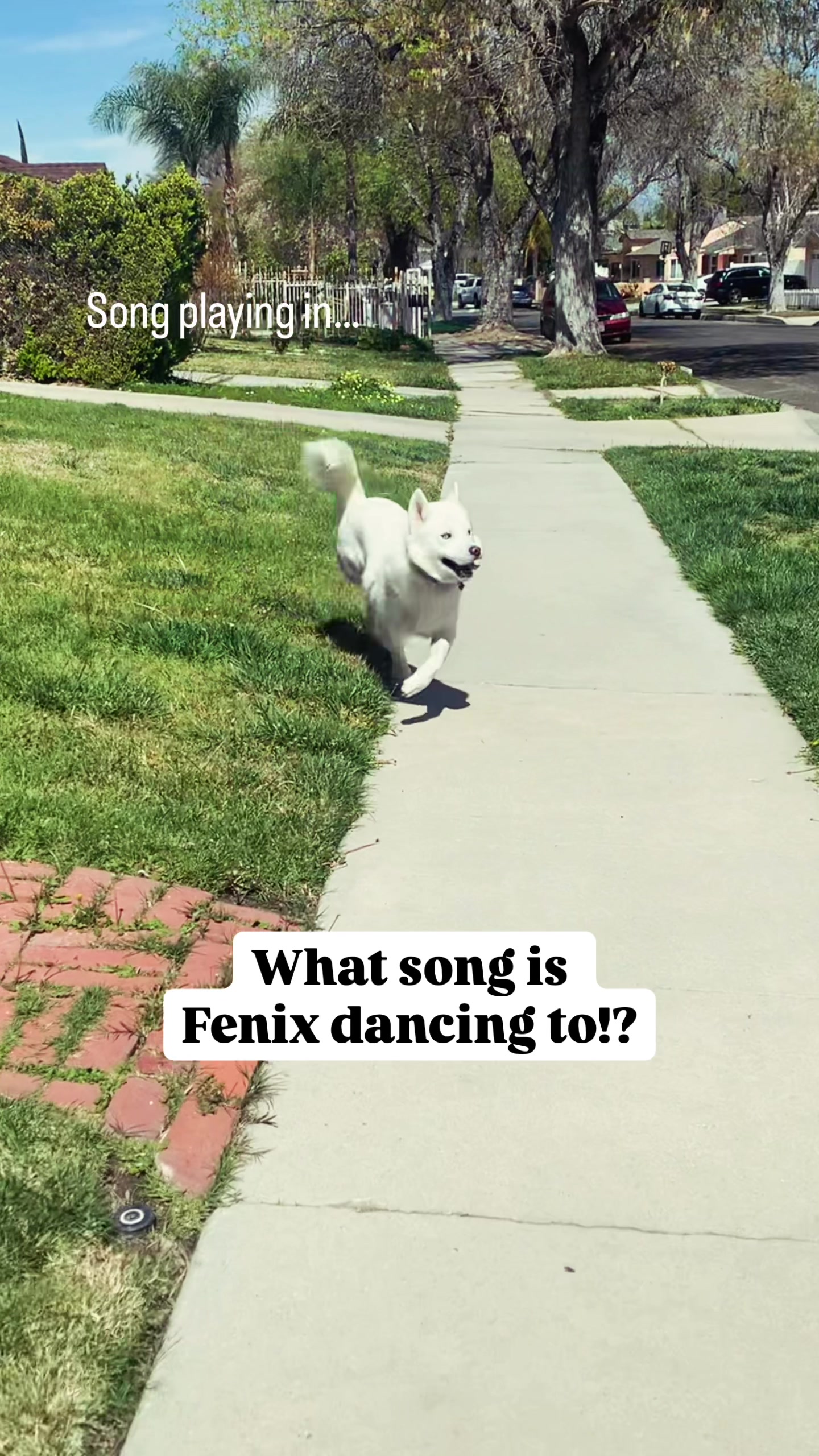 @Fenix ‘Happy Dog’ Lumiere