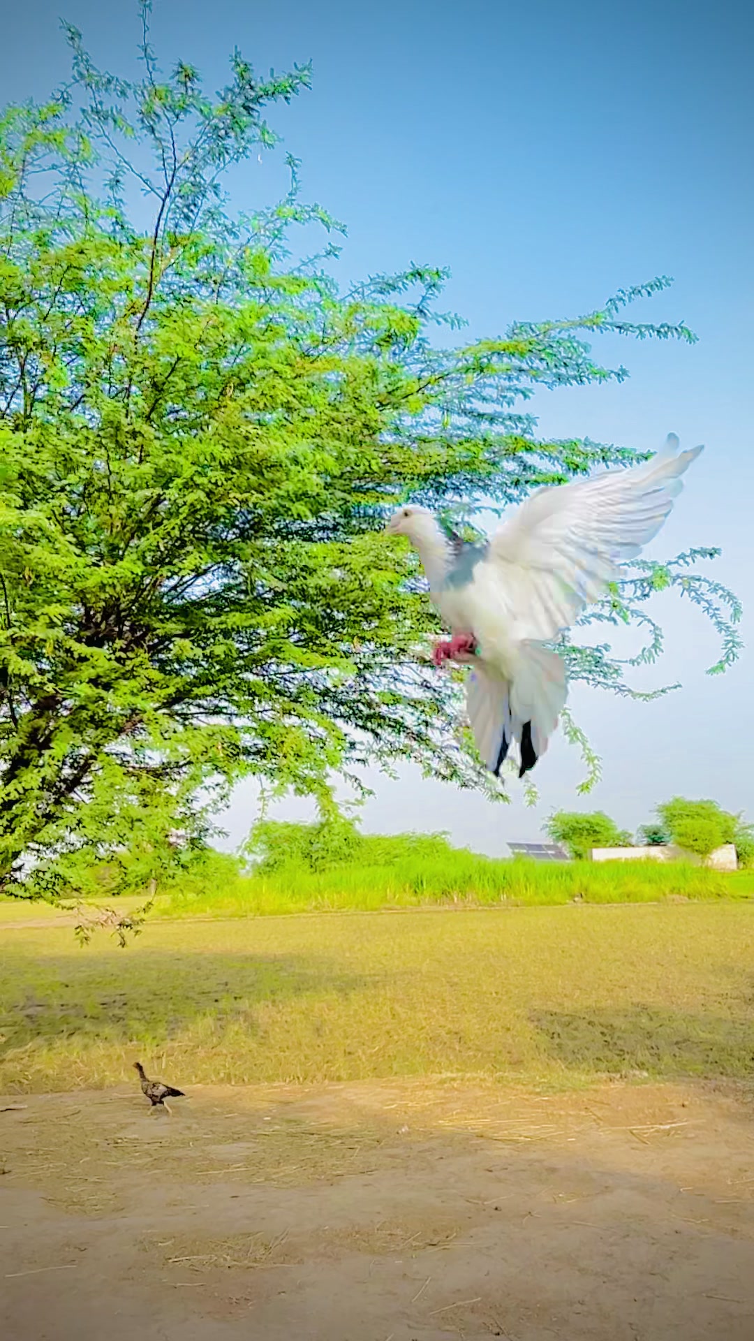 @♥مرتضیٰ سیال🌠