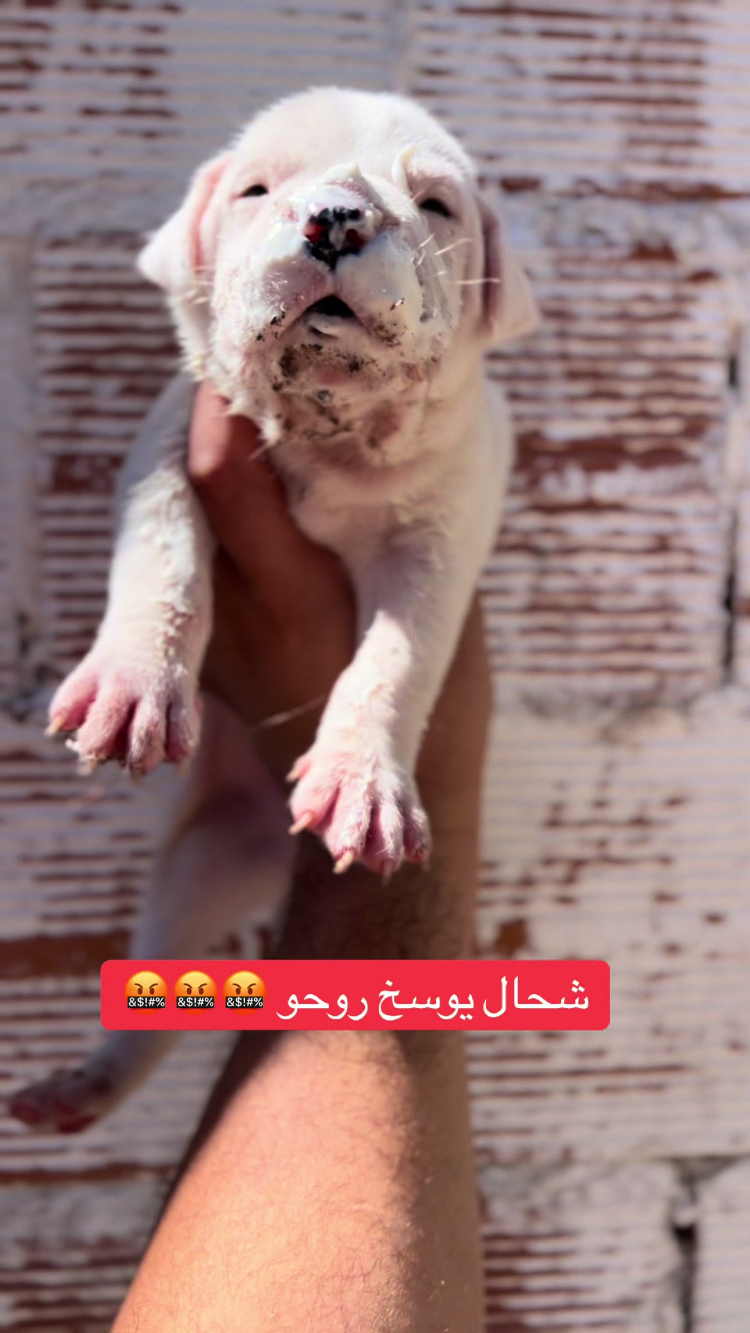 @مزرعة كلاب الدوڨو&البيتبول🔥