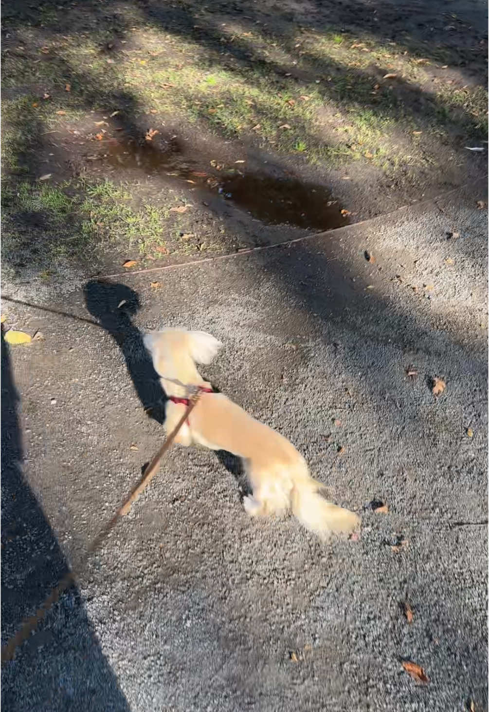 @Bisou 🤍 Cream Mini Dachshund
