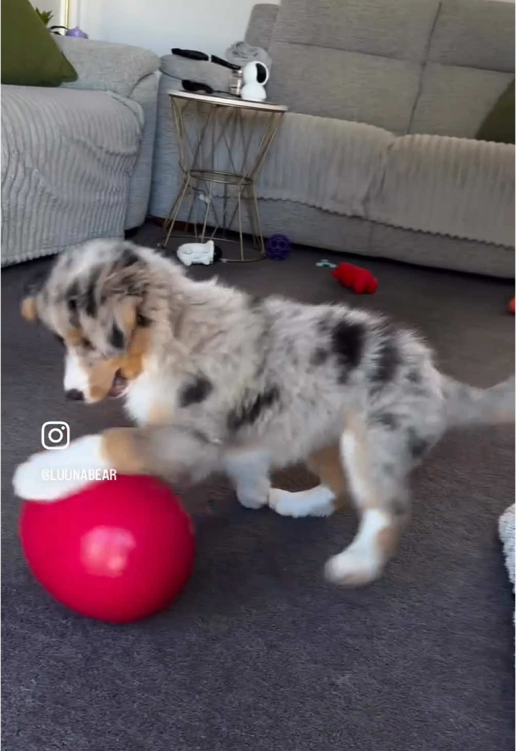 @life.with.collies