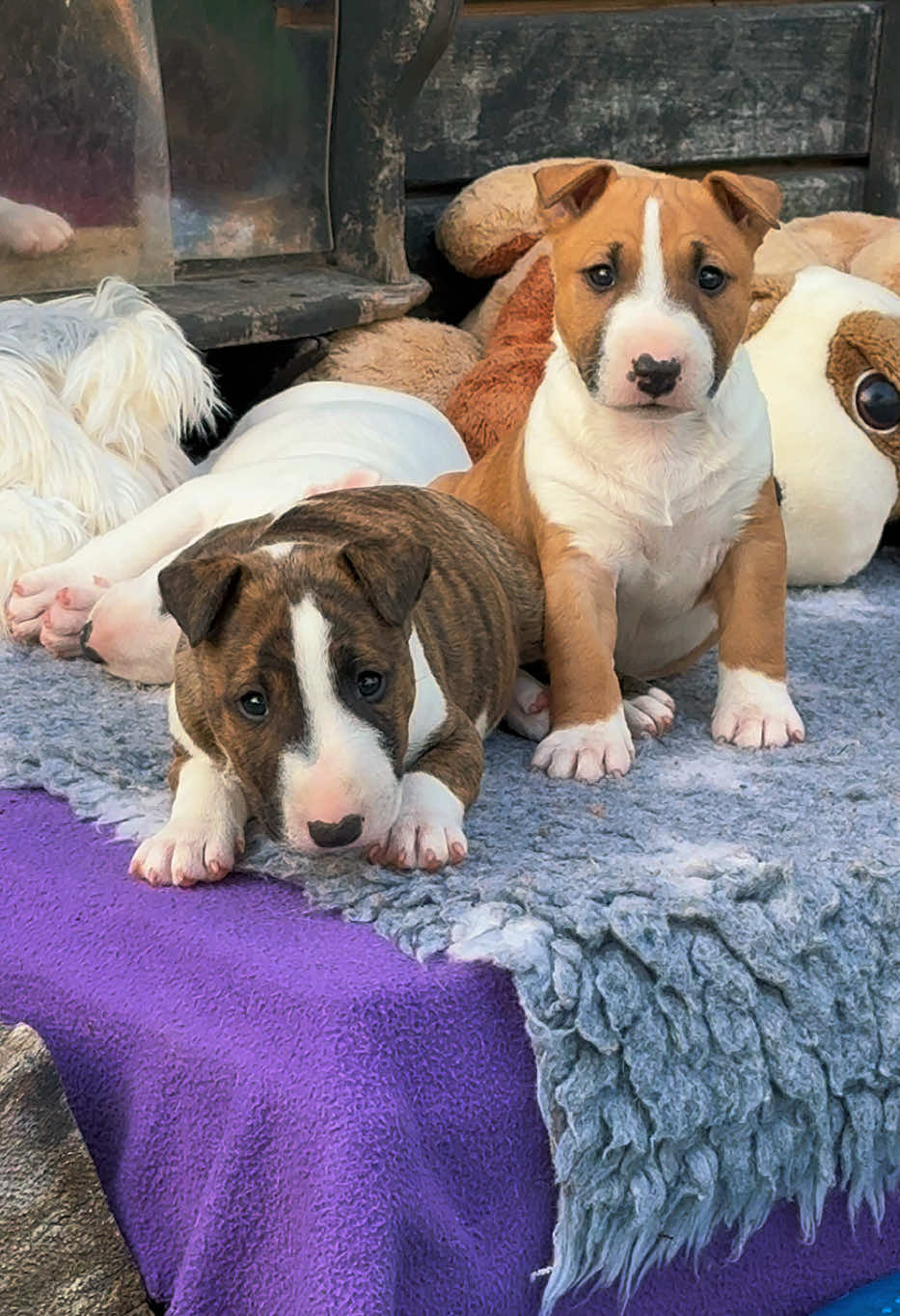 @Terra_Viva_minibullterrier