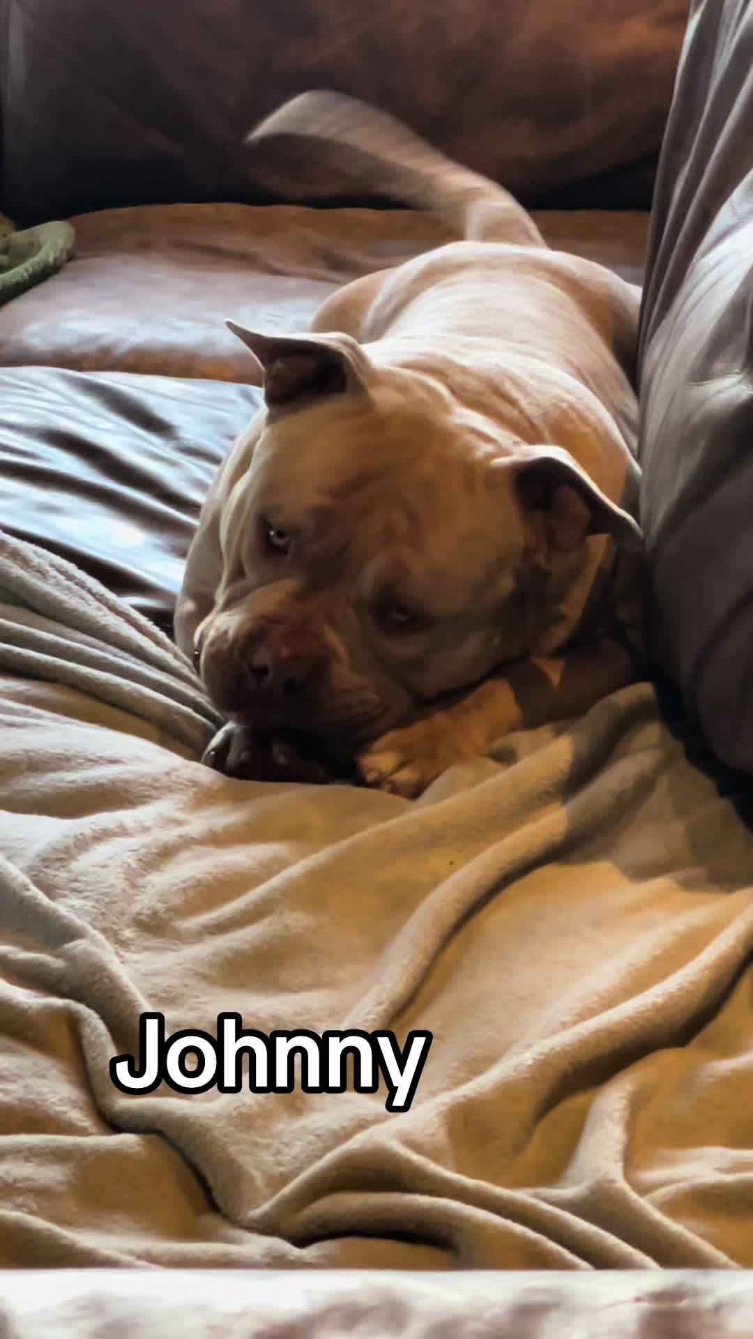 @bigdutchbullykennel