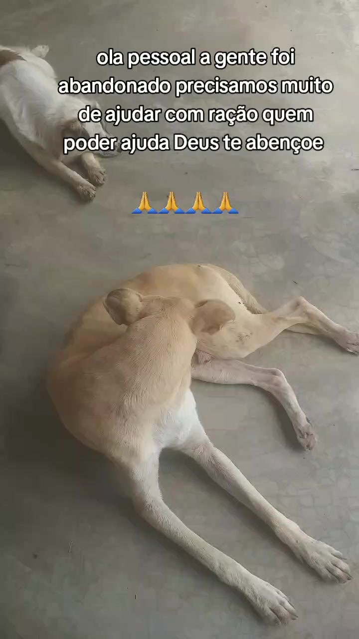 @Cãozinhoabandonado
