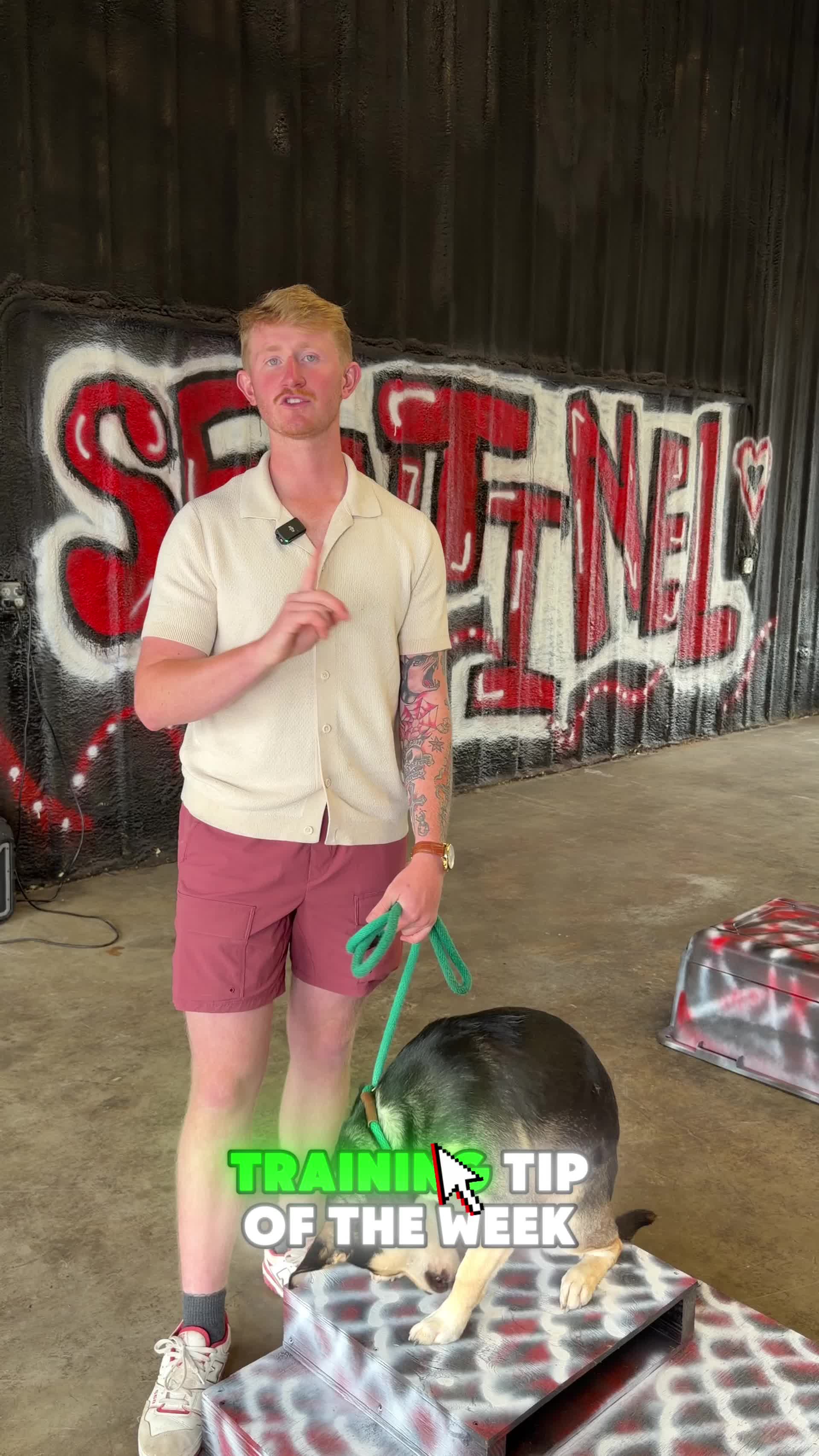 @Sentinel K9 | Dog Training