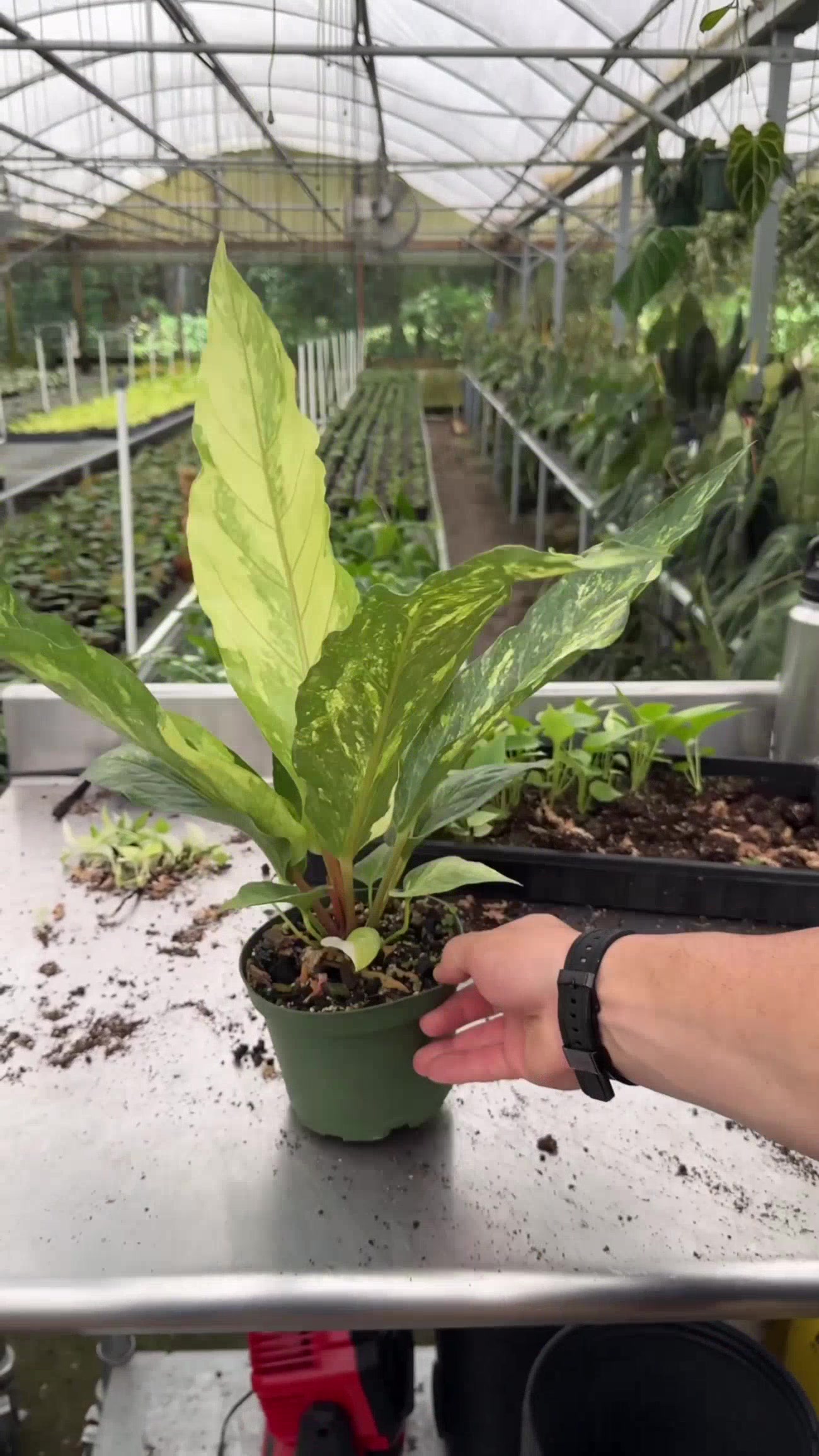 @BWH Plant Co