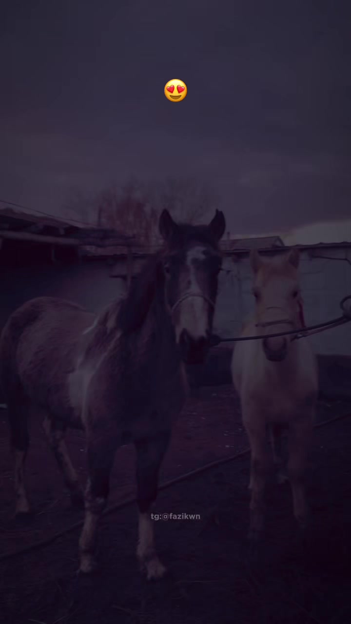 @Ertaev_Anuar