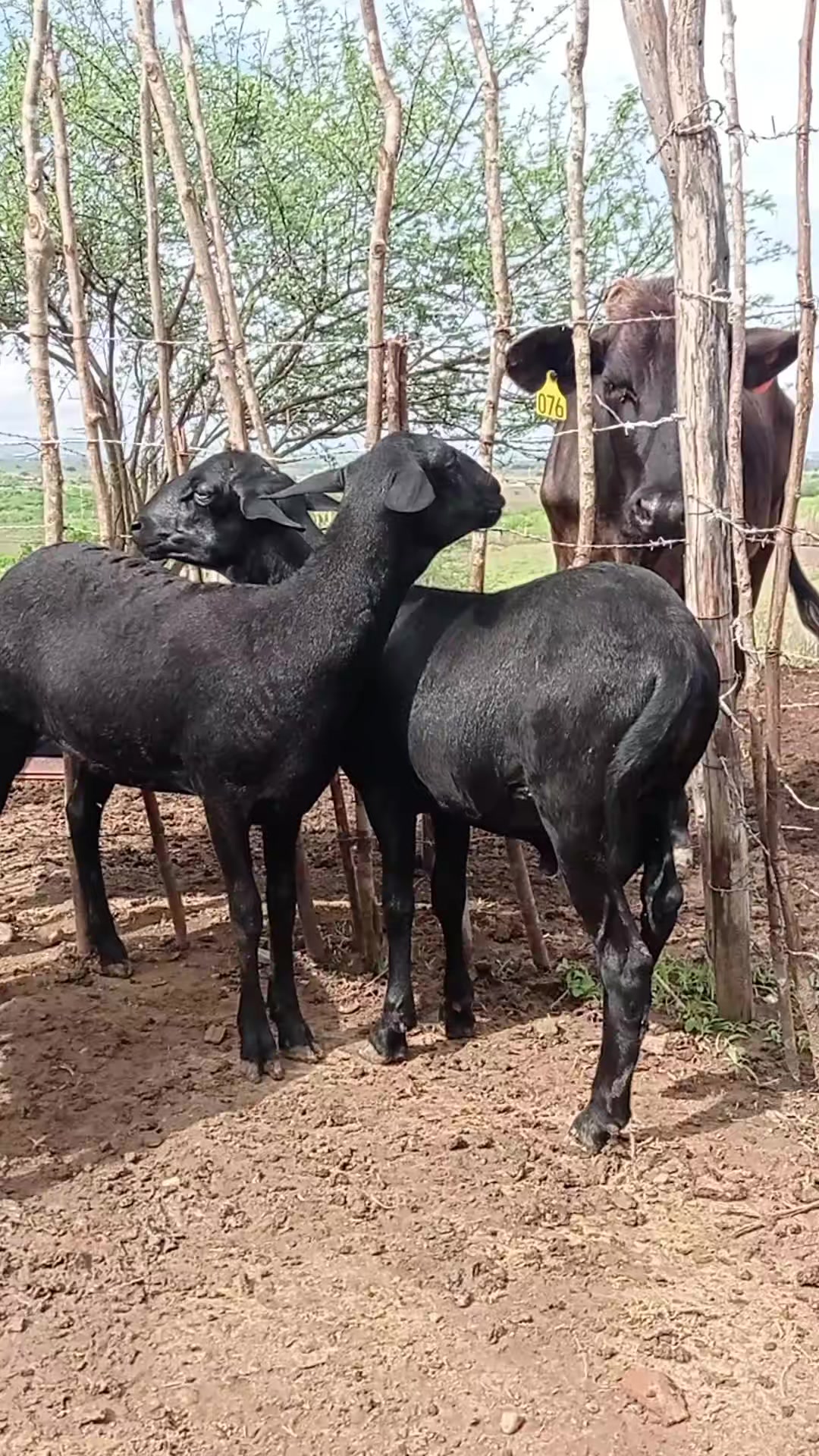 @Jo&atilde;o Deillison