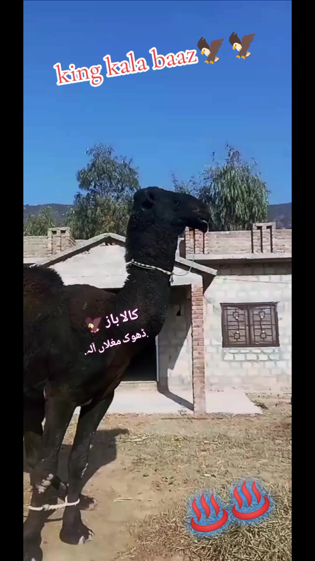 @🦅کالا باز🦅فخرے ڈھوک مغلاں♨️