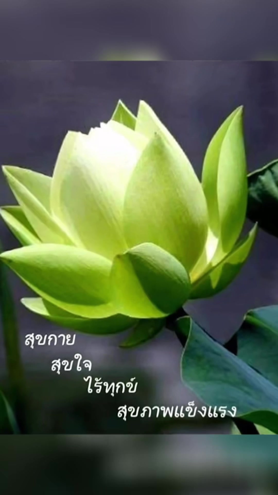 @sonthaya6595