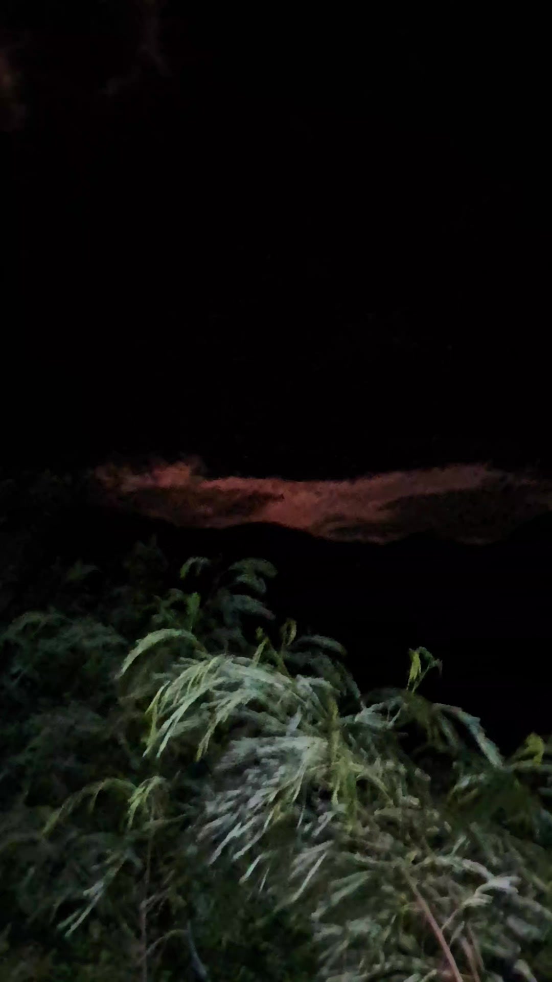 @Rojas Ely