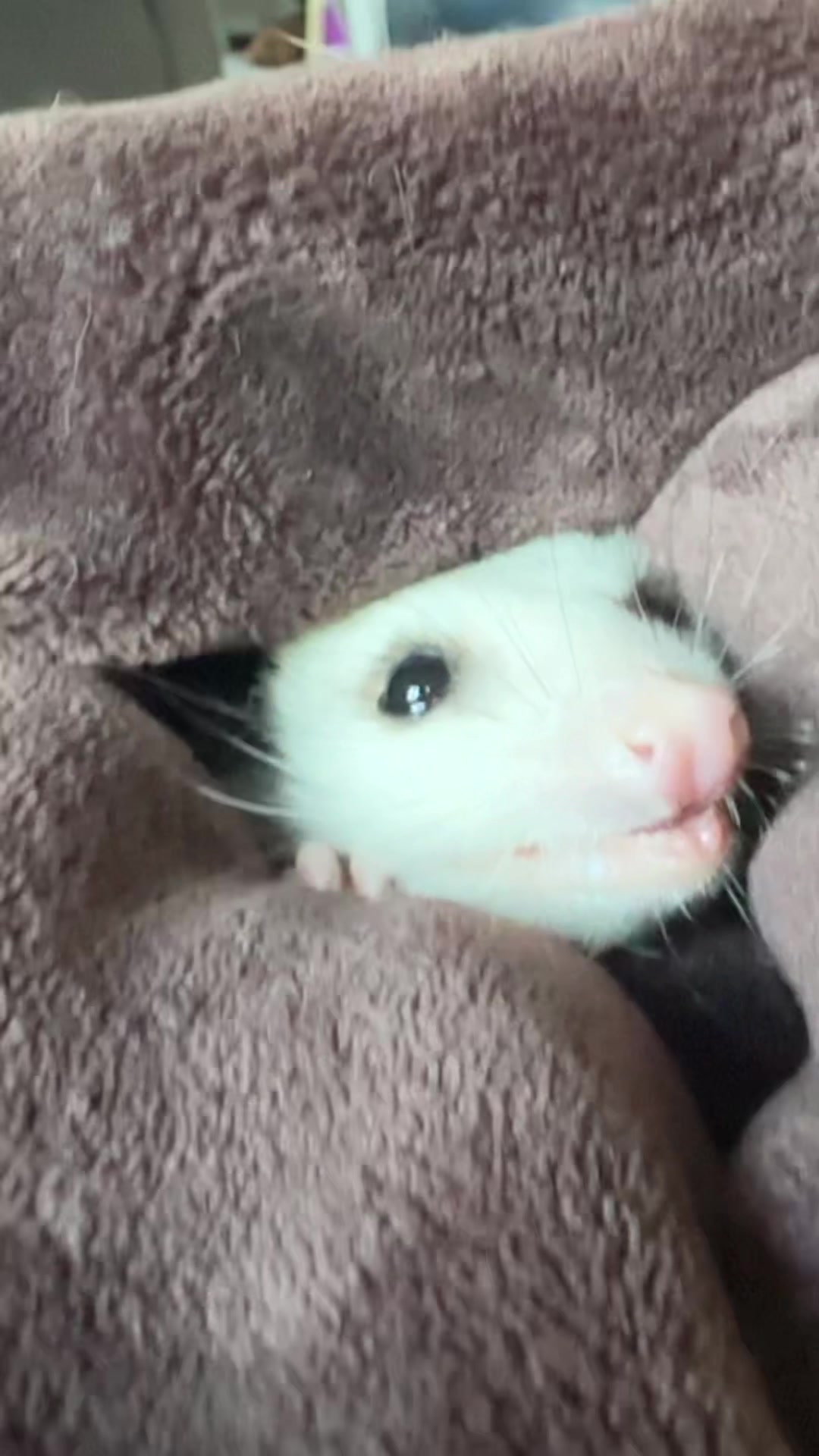 @ᏫᏫᏥᎯᎥᎽᎯᏲ