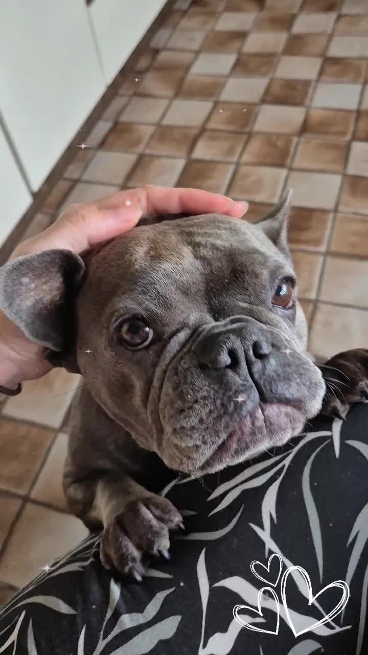@FrenchieFrieda