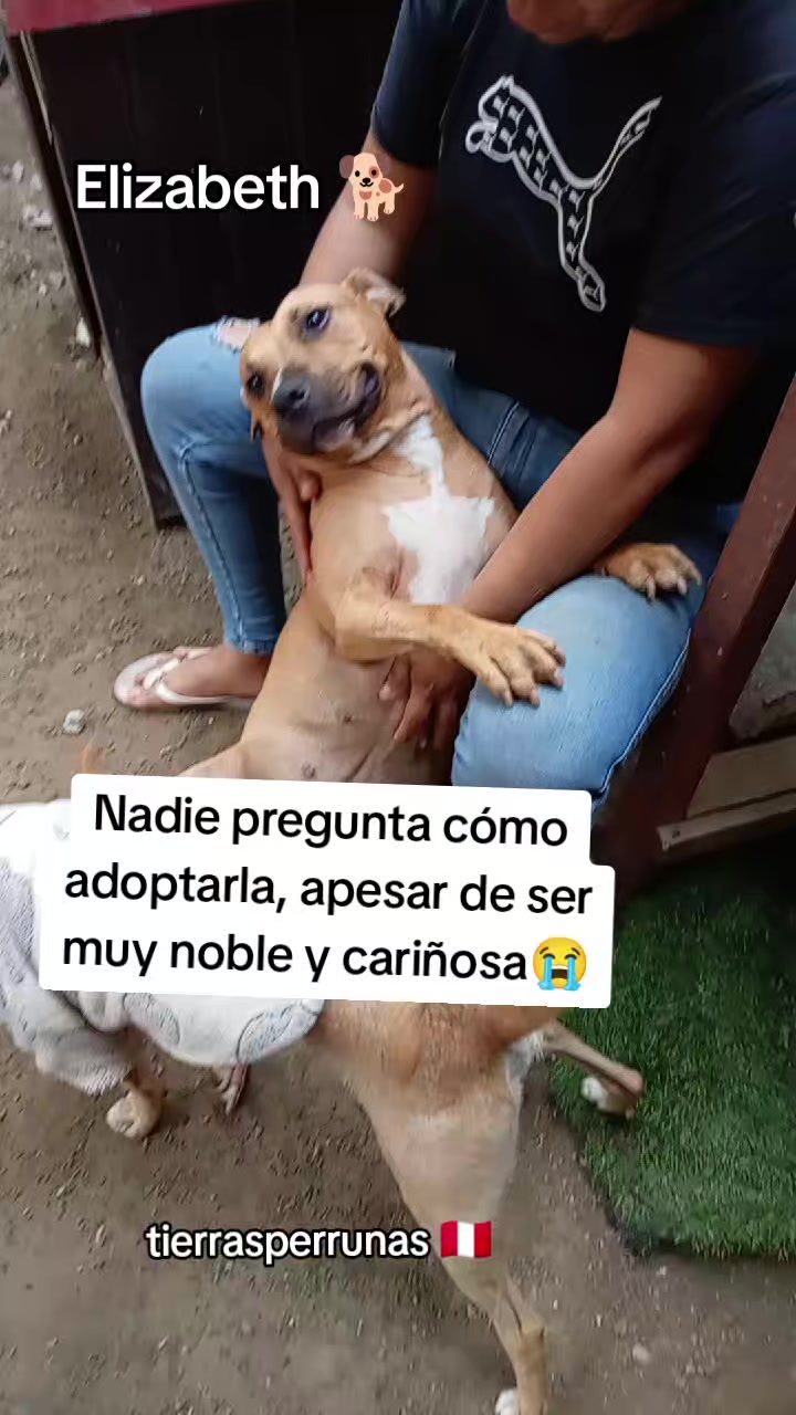 @Asociación T.Perrunas🐕🐈🇵🇪