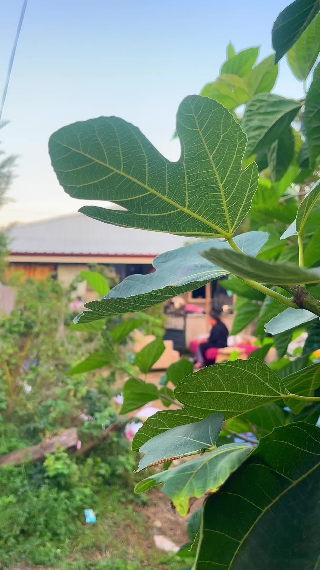 @Video HALAY73 🔹