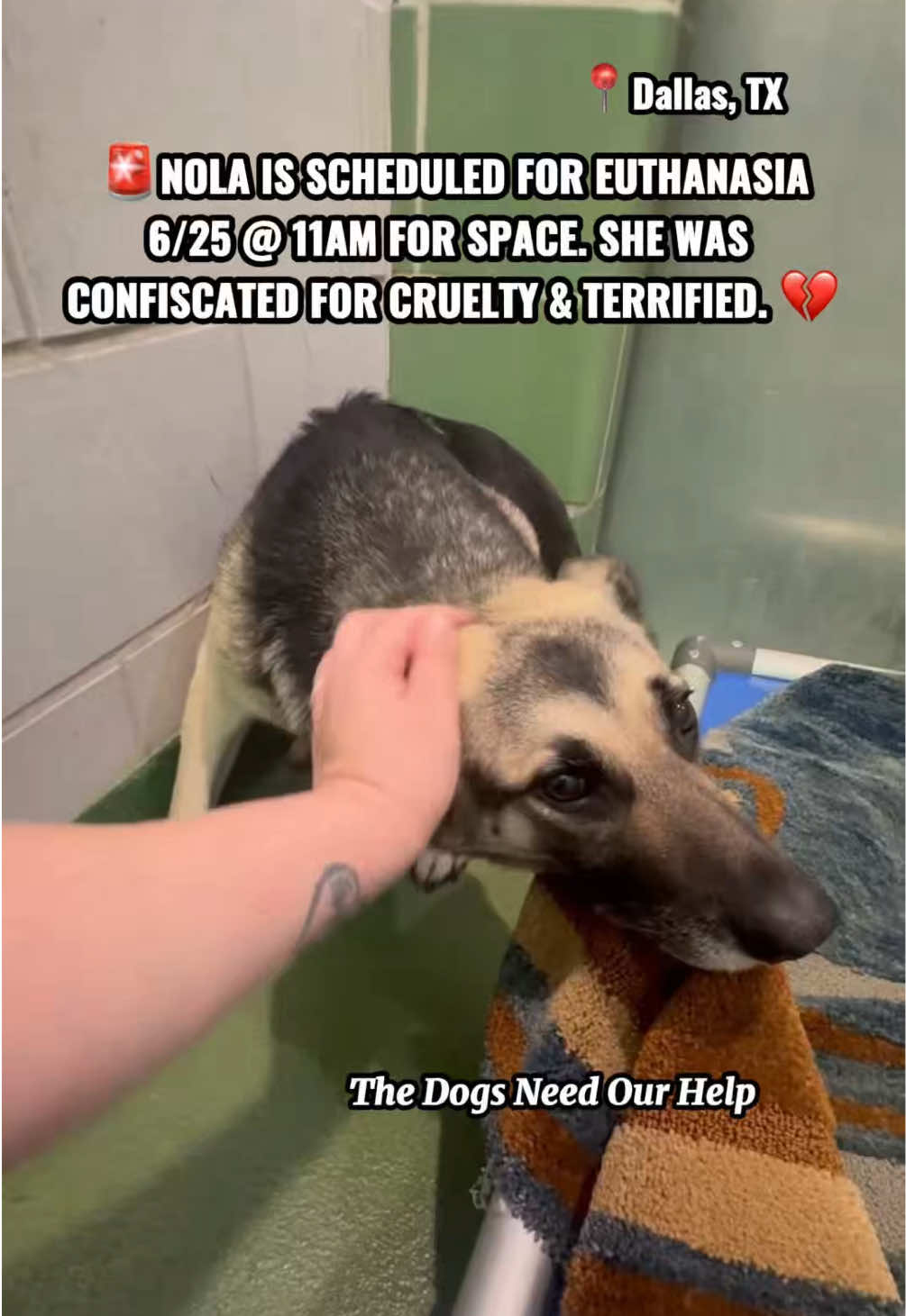 @The Dogs Need Our Help