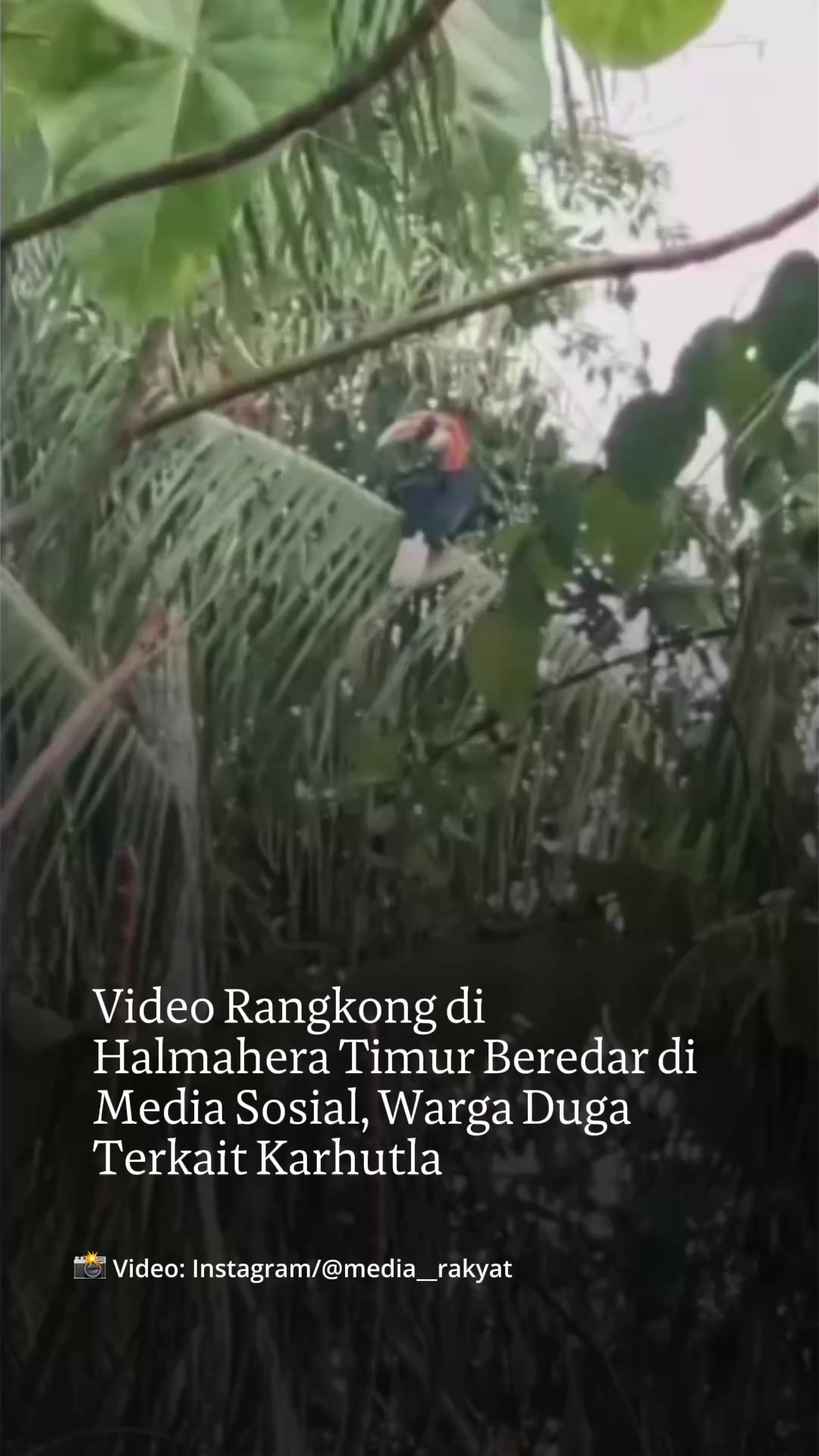 @mongabayindonesia