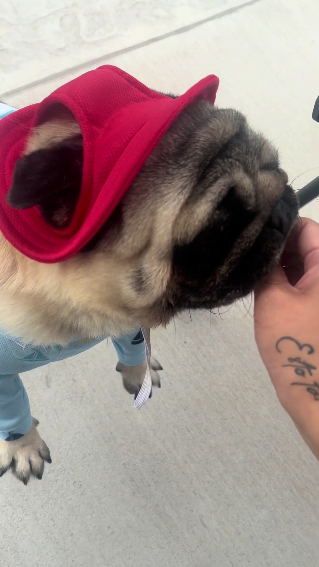@Rocki the Pug 🐶