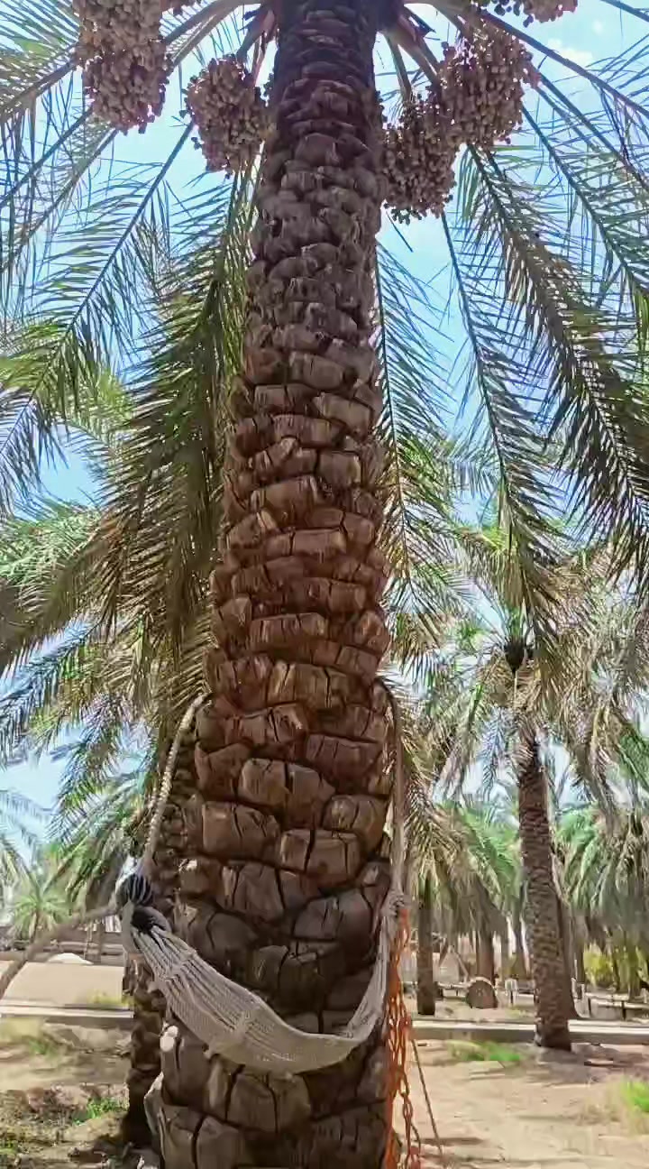 @🚩 𝗨 𝗦 𝗜 𝗙 — ᥫ᭡