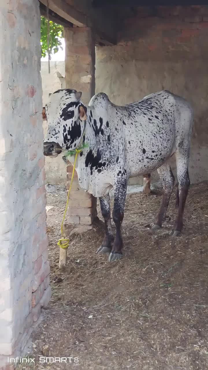 @sohailpanwar