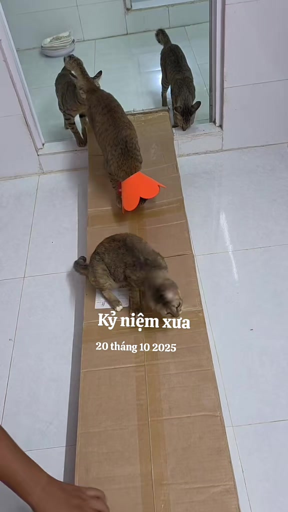 @Khế thúi