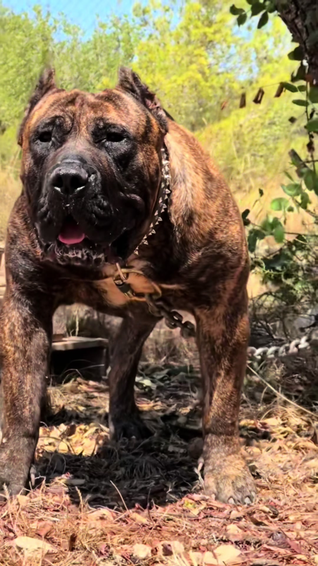 @Presacanario_bulldogfrances