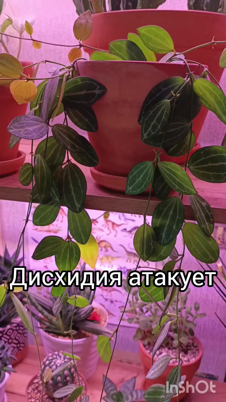 @Ромик Цветовод