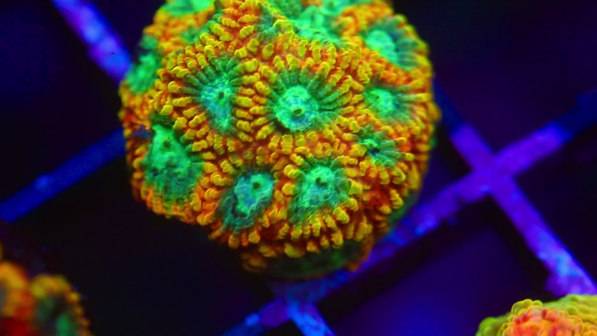 @Cali_Coral_Connect_hxa