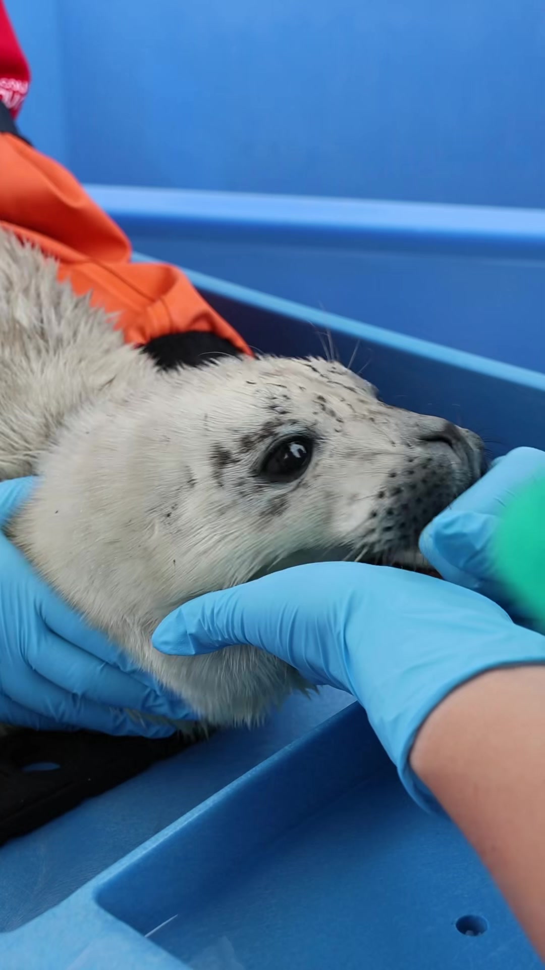 @Marine Mammal Rescue Society