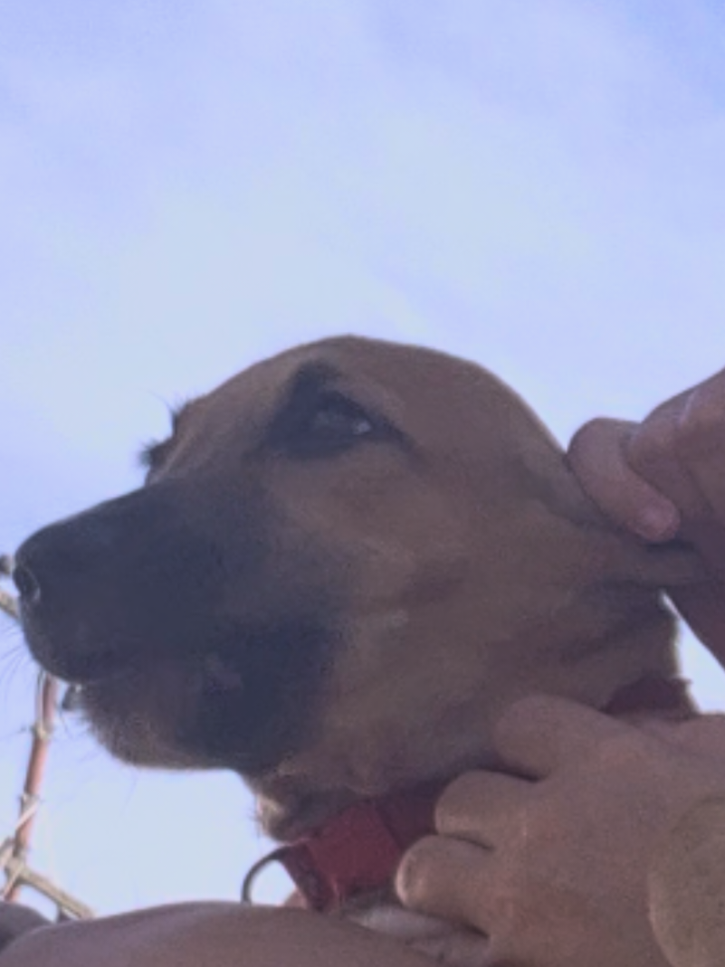 @Bimba/Nikita/Bruno🦴🐕