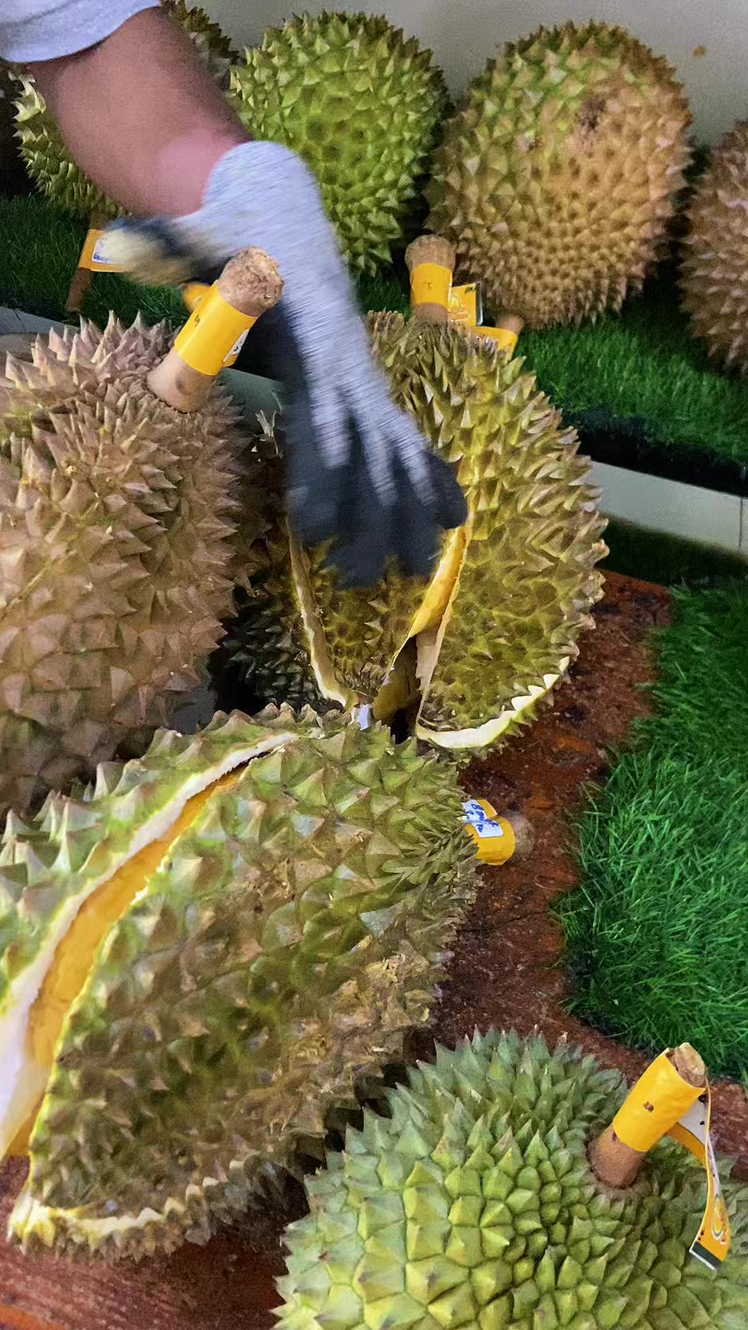 @Cicip Durian