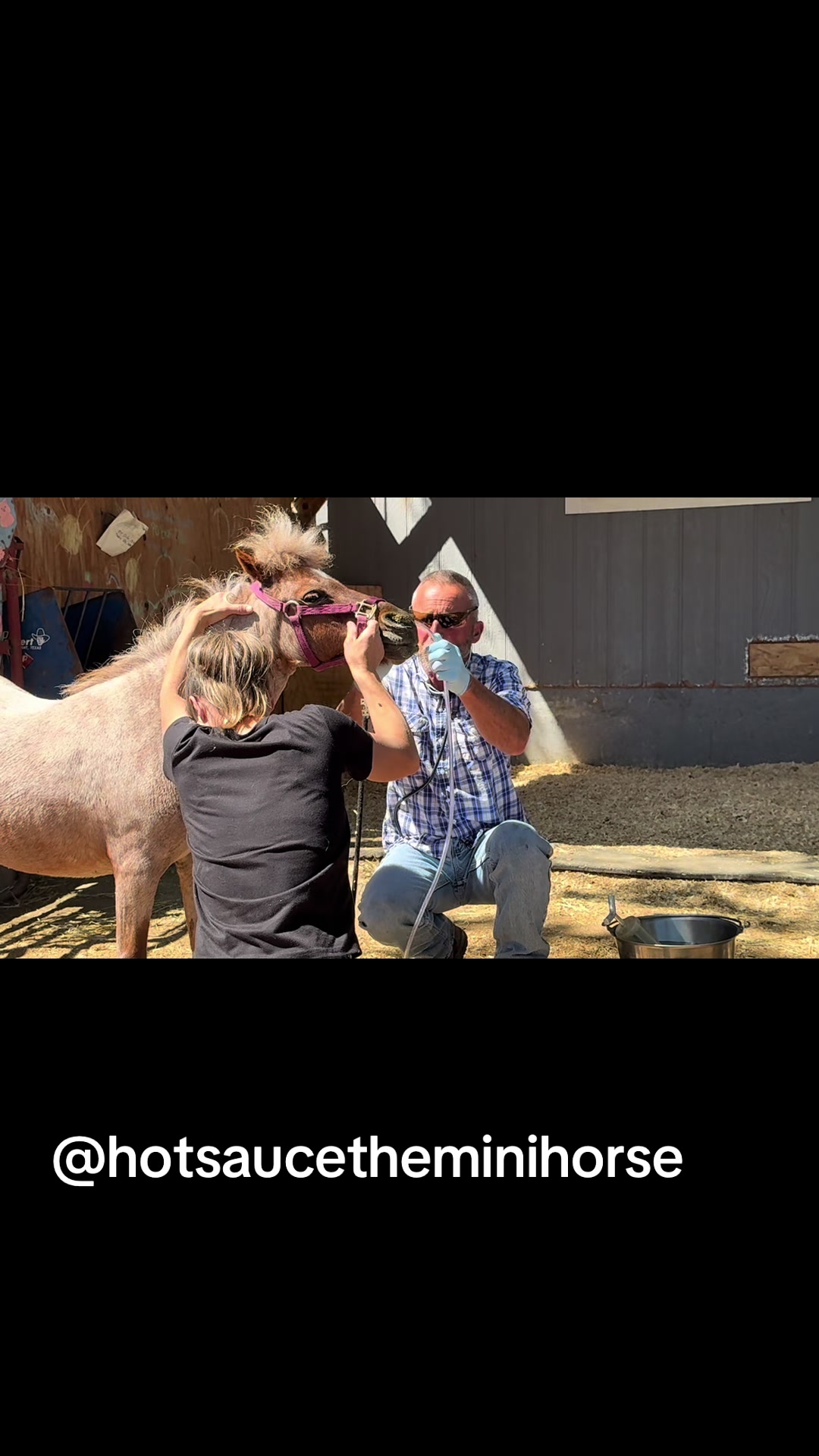 @Hot Sauce the Mini horse 🐎
