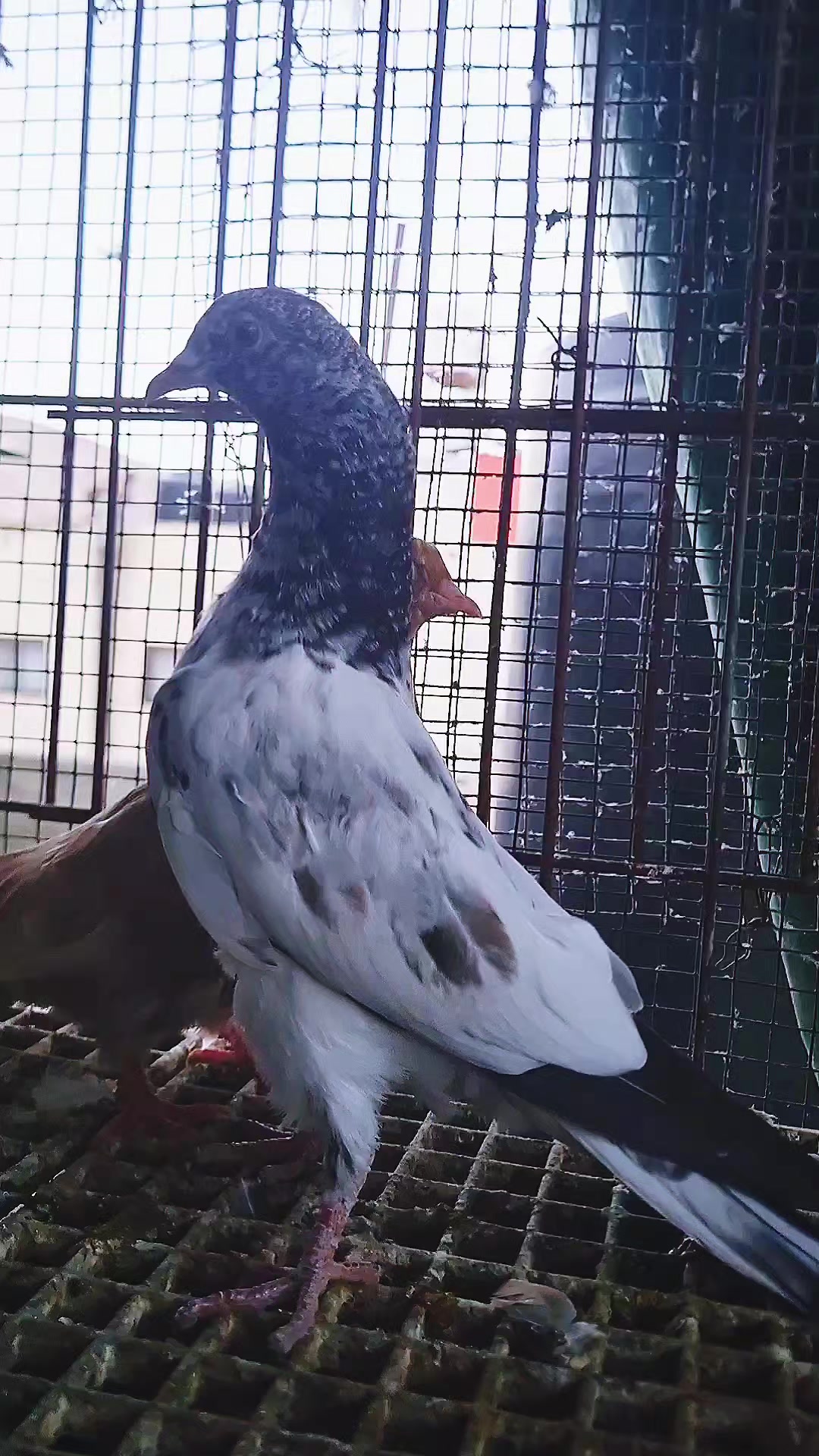 @Pigeons Tv