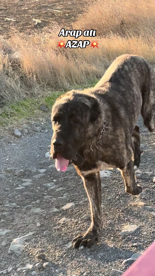@💥K&ouml;rpe Kennels💥
