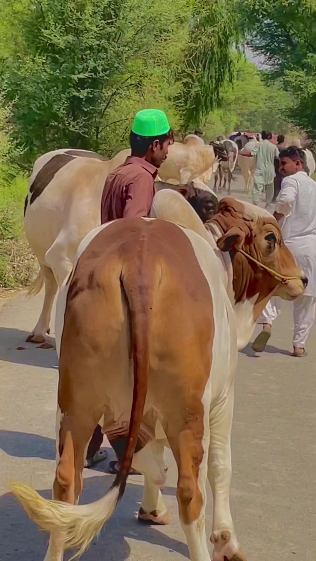 @Ustad Jee Cattle Farm